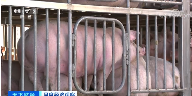 生猪价格迎来反弹，养猪行业能在四季度迎来转机吗？