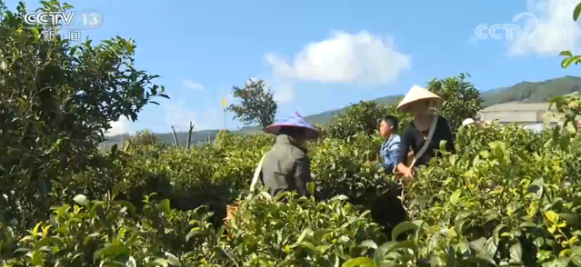湖北省出口茶葉均價持續下降，茶產業陷入價格戰？