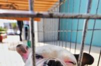 宠物保险靠谱吗 宠物保险多少钱一年