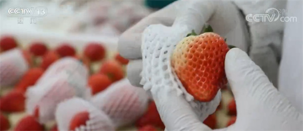 菠萝味的草莓一斤150元，价格为何如此昂贵？