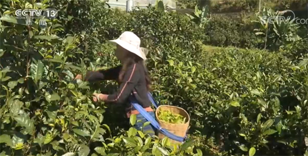 贵州去年茶叶产量46.99万吨 茶企中新增规上企业33家
