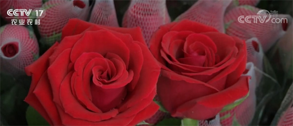 情人节红玫瑰价格暴涨 不少消费者直呼“高攀不起”