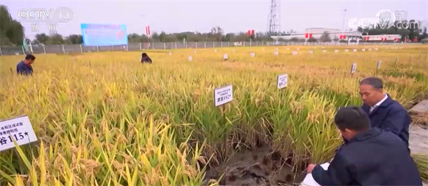 廈門發布扶持糧食生產措施 聚焦水稻種植、水稻保險保額等