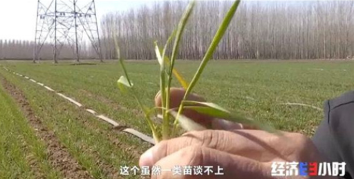锦州坚决遏制耕地“非农化” 坚持自然资源要素跟着项目走