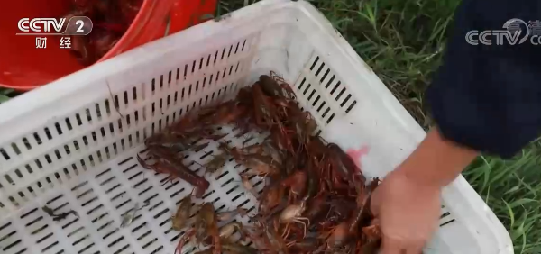第一波小龙虾开始上市 产量少价格高、还需再等个把月