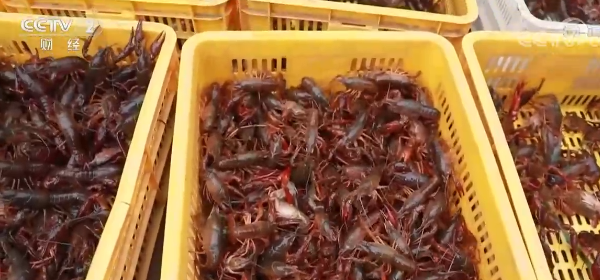 小龙虾价格普遍降低8元左右 “吃虾自由”真的来了吗？