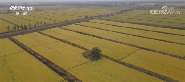 山西省已播種糧食面積3161.3萬畝 灌溉面積1289.17萬畝