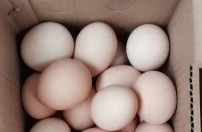 假鸡蛋是怎么制作的？假鸡蛋的制作方法
